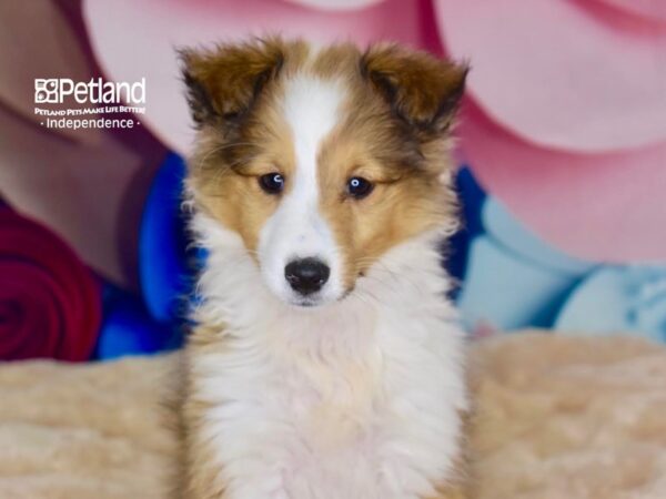 Shetland Sheepdog-DOG-Female-Sable & White-2757-Petland Independence, Missouri