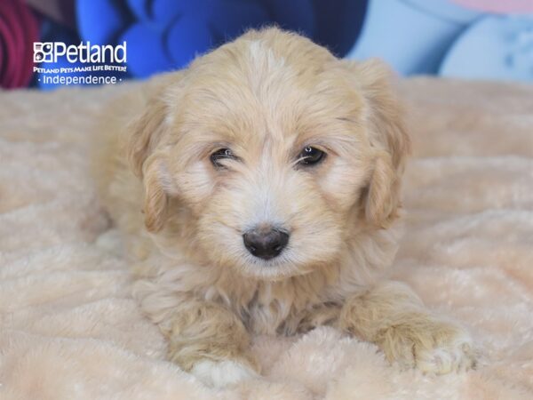 Mini Goldendoodle 2nd Gen.-DOG-Male-Light Golden-2743-Petland Independence & Lee's Summit, MO