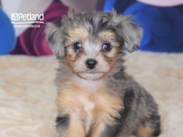 Miniature Aussiedoodle DOG Male Blue Merle White Markings 2751 Petland Independence, Missouri