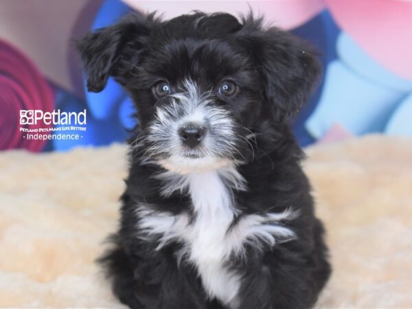 Miniature Aussiedoodle DOG Female Black White Markings 2750 Petland Independence, Missouri