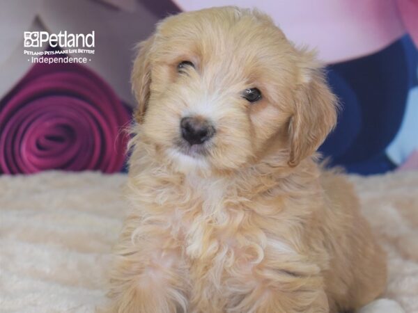 Mini Goldendoodle 2nd Gen.-DOG-Male-Light Golden-2745-Petland Independence & Lee's Summit, MO