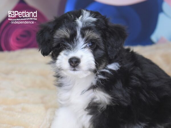 Miniature Aussiedoodle DOG Female Black & White Tan Markings 2759 Petland Independence, Missouri