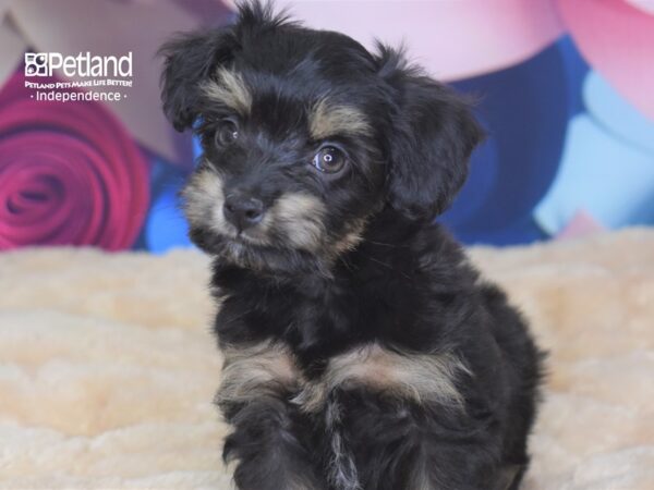 Miniature Aussiedoodle-DOG-Female-Black & Tan-2758-Petland Independence & Lee's Summit, MO