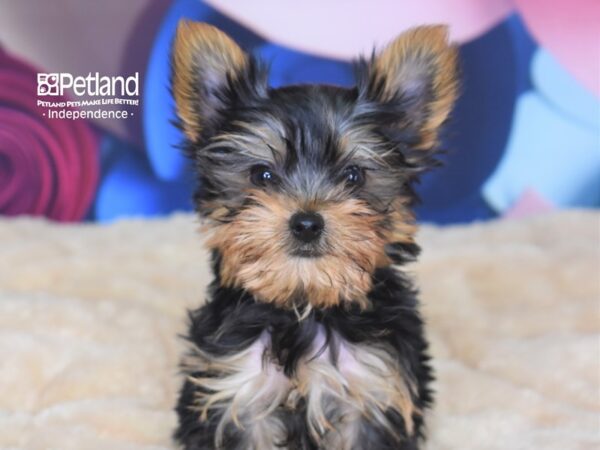 Yorkshire Terrier DOG Male Black and Tan 2760 Petland Independence, Missouri