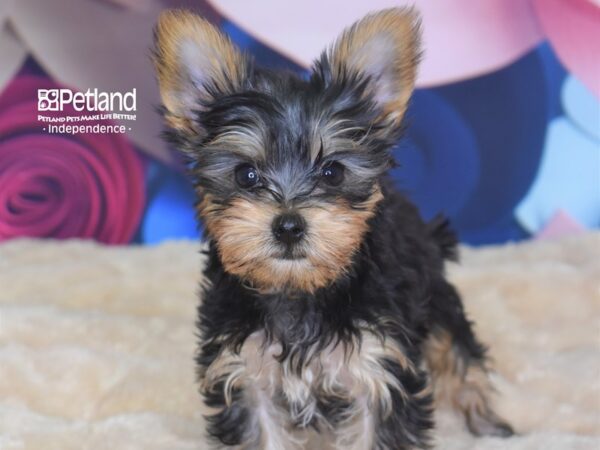 Yorkshire Terrier DOG Female Black and Tan 2761 Petland Independence, Missouri