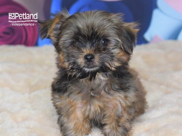 Shorkie Tzu-DOG-Female-Sable-2730-Petland Independence & Lee's Summit, MO