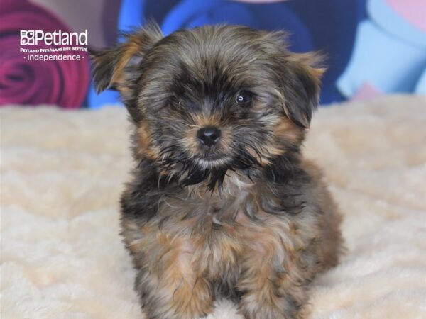 Shorkie Tzu DOG Female Sable 2730 Petland Independence, Missouri