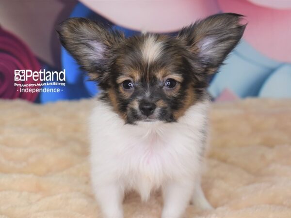 Papillon DOG Male 2762 Petland Independence, Missouri