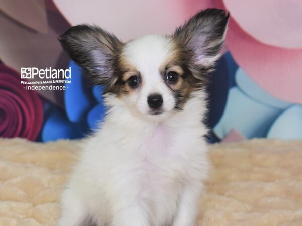 Papillon DOG Female 2763 Petland Independence, Missouri