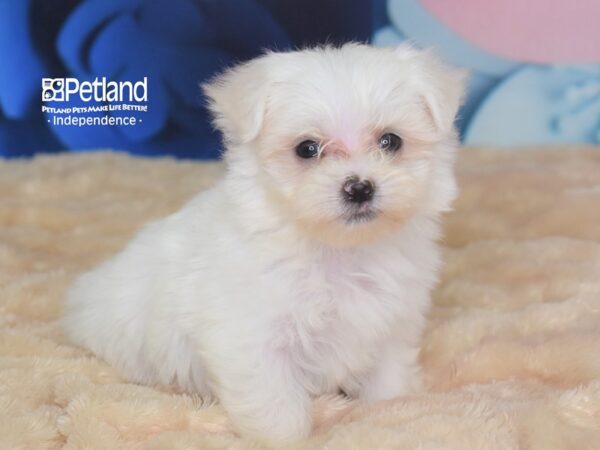 Maltese-DOG-Male--2764-Petland Independence, Missouri