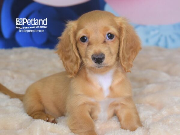 Dachshund DOG Female Cream 2768 Petland Independence, Missouri