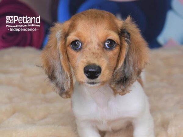 Dachshund-DOG-Female-Wild Boar Piebald-2769-Petland Independence & Lee's Summit, MO