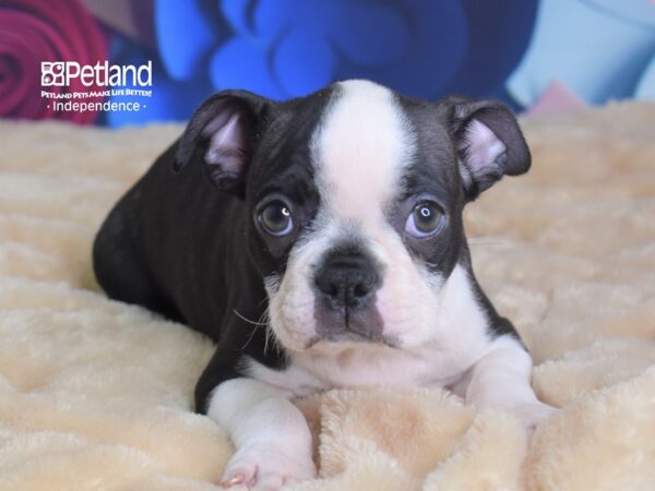 Boston Terrier DOG Male Black Brindle and White 2772 Petland Independence, Missouri