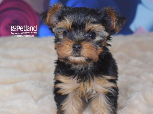 Yorkshire Terrier DOG Female Black and Tan 2771 Petland Independence, Missouri