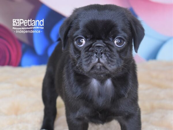 Pug DOG Male Black 2773 Petland Independence, Missouri