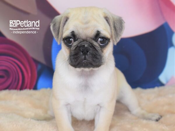 Pug DOG Female Fawn 2774 Petland Independence, Missouri