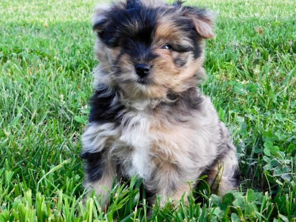 Porkie DOG Female Blue Merle Tan Points 2792 Petland Independence, Missouri