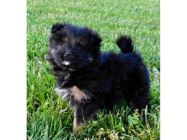 Porkie DOG Female Black & Tan 2793 Petland Independence, Missouri