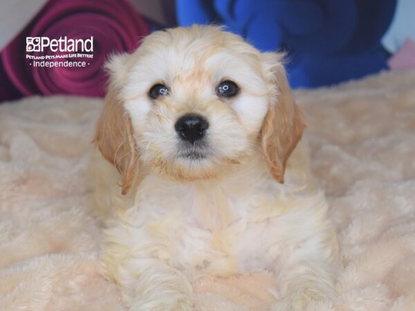 Miniature Goldendoodle DOG Female 2775 Petland Independence, Missouri