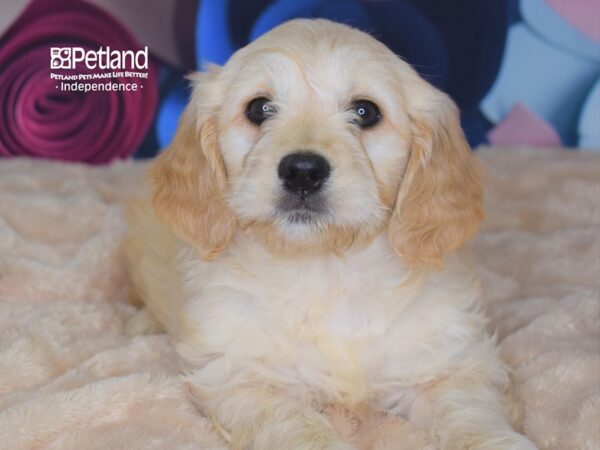 Miniature Goldendoodle DOG Female 2776 Petland Independence, Missouri