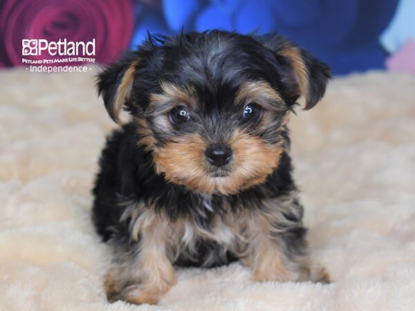 Yorkshire Terrier DOG Male Black and Tan 2785 Petland Independence, Missouri