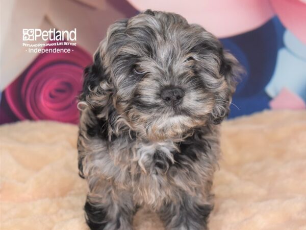 Cockapoo-DOG-Male--2777-Petland Independence, Missouri