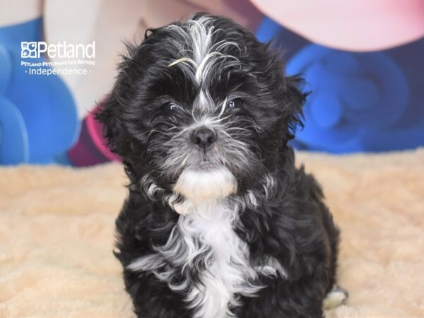 Shih Poo-DOG-Male--2782-Petland Independence & Lee's Summit, MO