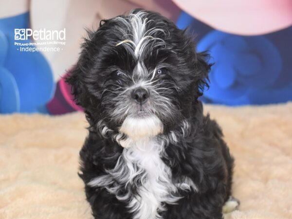 Shih Poo-DOG-Male--2782-Petland Independence, Missouri