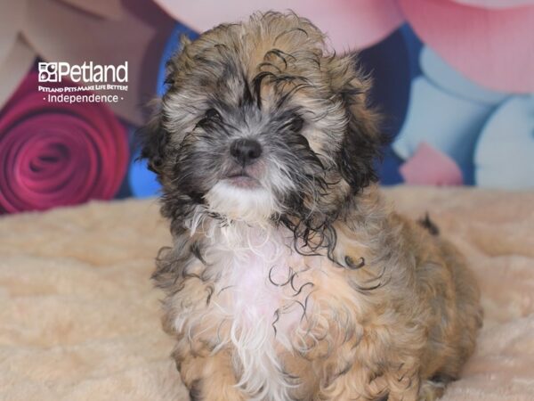 Shih Poo-DOG-Male--2783-Petland Independence, Missouri