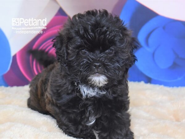 Shih Poo-DOG-Male--2784-Petland Independence, Missouri