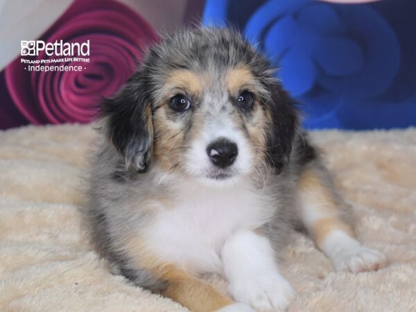 Miniature Aussiedoodle-DOG-Male--2780-Petland Independence & Lee's Summit, MO