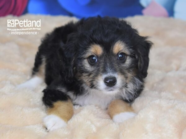 Miniature Aussiedoodle-DOG-Male--2781-Petland Independence & Lee's Summit, MO