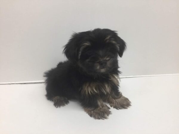 Yorkshire Terrier DOG Male Black & Tan 2676 Petland Independence, Missouri