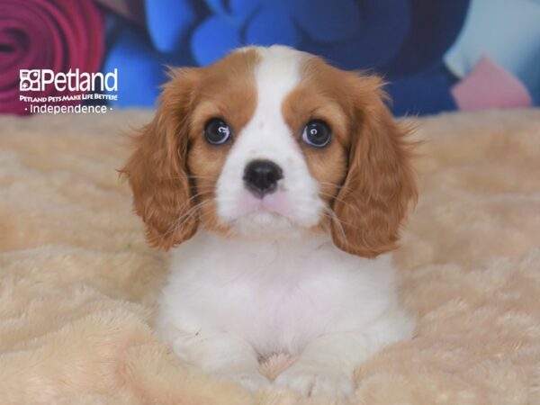 Cavalier King Charles Spaniel-DOG-Female-Blenheim-2808-Petland Independence & Lee's Summit, MO