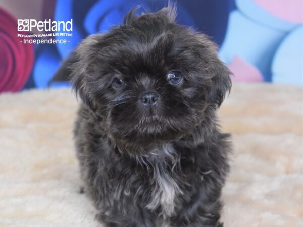 Shih Tzu DOG Male 2796 Petland Independence, Missouri