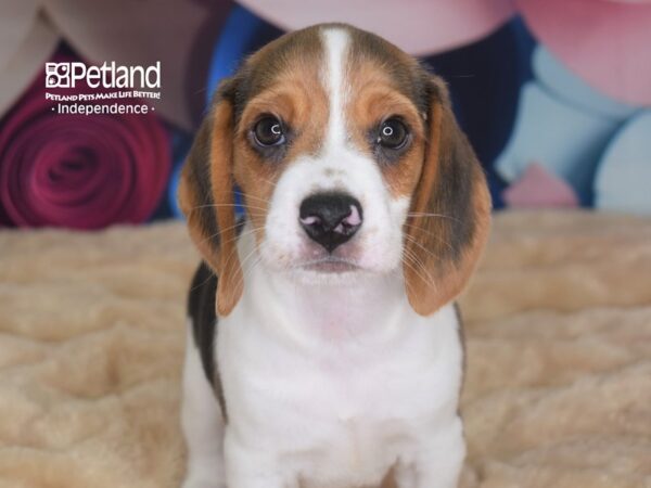 Beagle-DOG-Male-Black, White, & Tan-2790-Petland Independence & Lee's Summit, MO