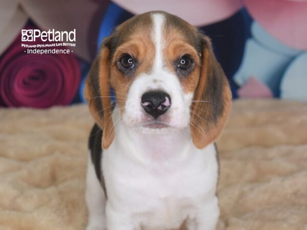 Beagle DOG Male Black, White, & Tan 2790 Petland Independence, Missouri