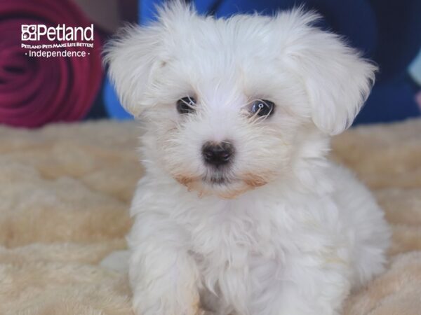 Maltese-DOG-Male-White Black Points-2799-Petland Independence, Missouri