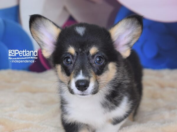 Pembroke Welsh Corgi DOG Female Black & White Tan Markings 2789 Petland Independence, Missouri