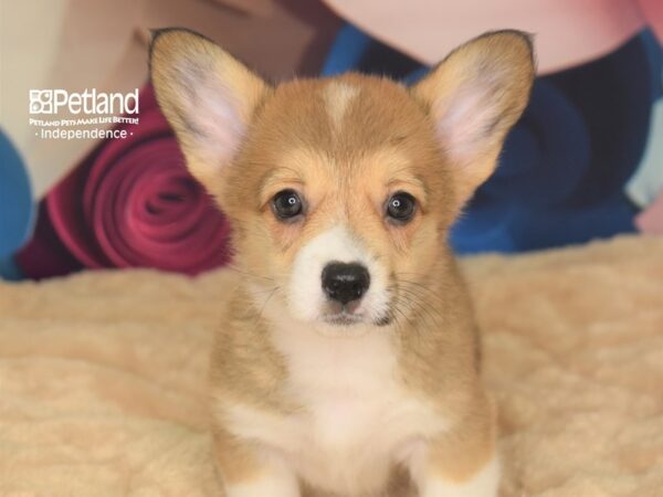 Pembroke Welsh Corgi DOG Male Sable White Markings 2787 Petland Independence, Missouri