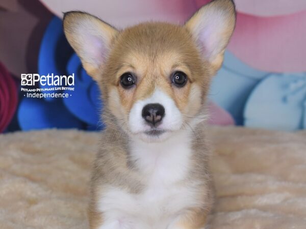 Pembroke Welsh Corgi DOG Female Sable White Markings 2788 Petland Independence, Missouri