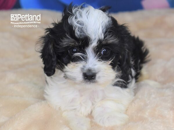 Cavapoo-DOG-Male--2801-Petland Independence, Missouri