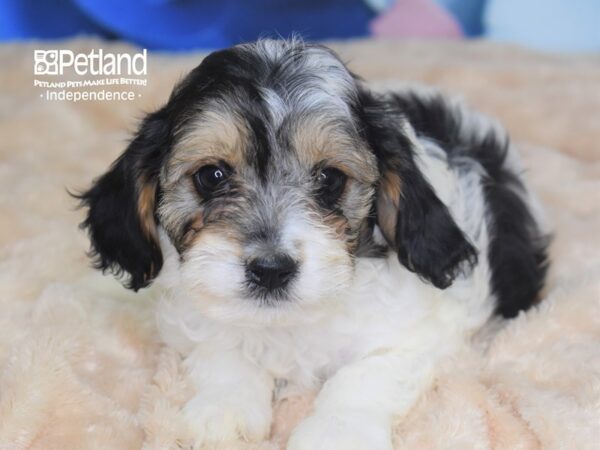 Cavapoo-DOG-Female--2804-Petland Independence & Lee's Summit, MO