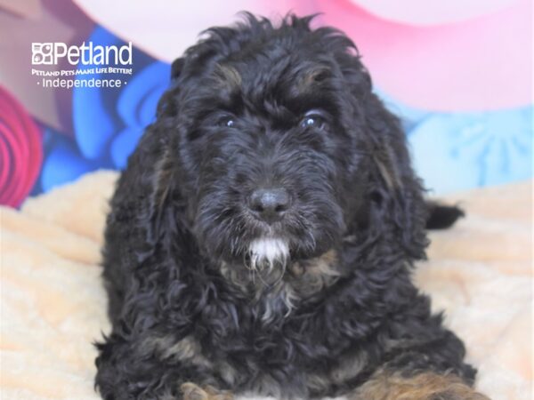 Newdle-DOG-Male-Black and Tan-2811-Petland Independence, Missouri