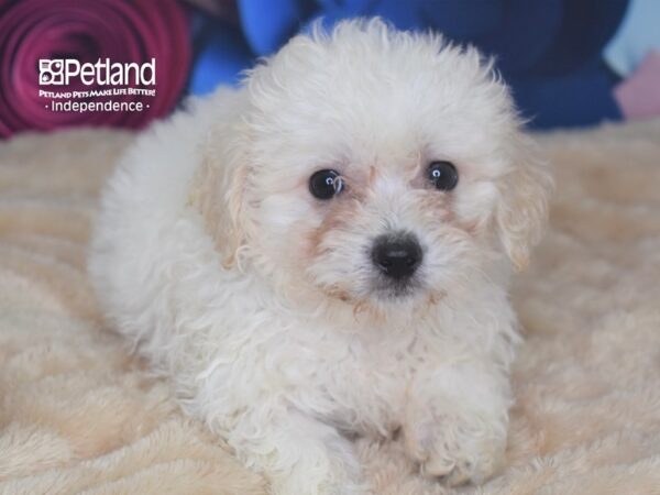 Teddy Bear-DOG-Female-White-2812-Petland Independence & Lee's Summit, MO