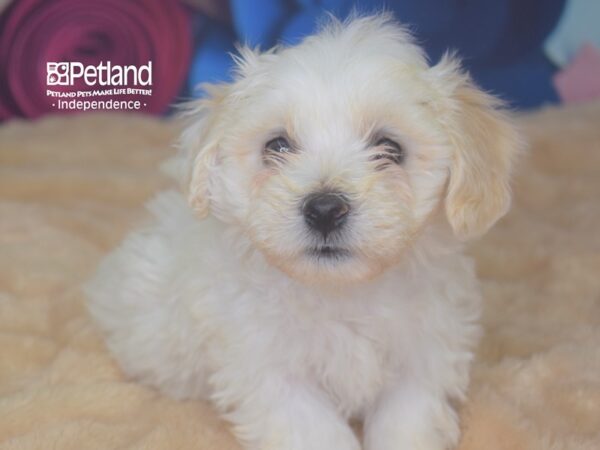 Bichon Frise DOG Female White 2813 Petland Independence, Missouri