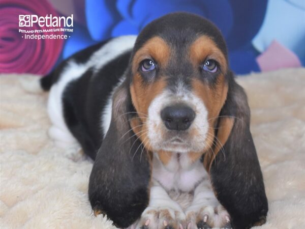Basset Hound-DOG-Male-Black, White, & Brown-2805-Petland Independence & Lee's Summit, MO