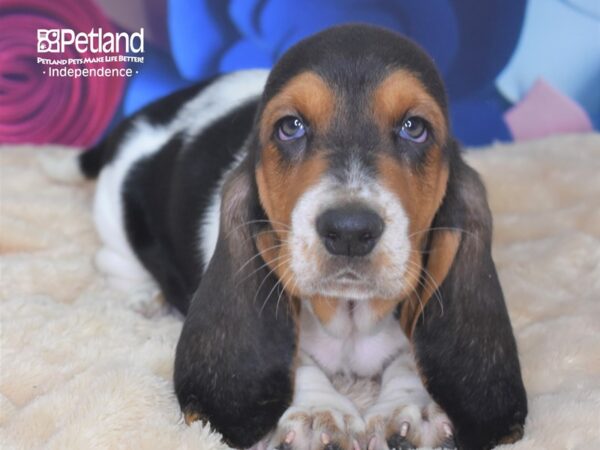 Basset Hound DOG Male Black, White, & Brown 2805 Petland Independence, Missouri