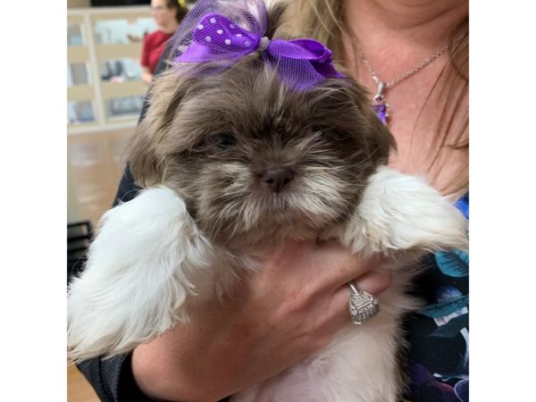 Shih Tzu DOG Female 2798 Petland Independence, Missouri