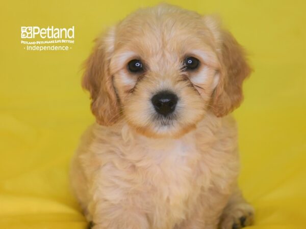 Miniature Goldendoodle DOG Female 2806 Petland Independence, Missouri